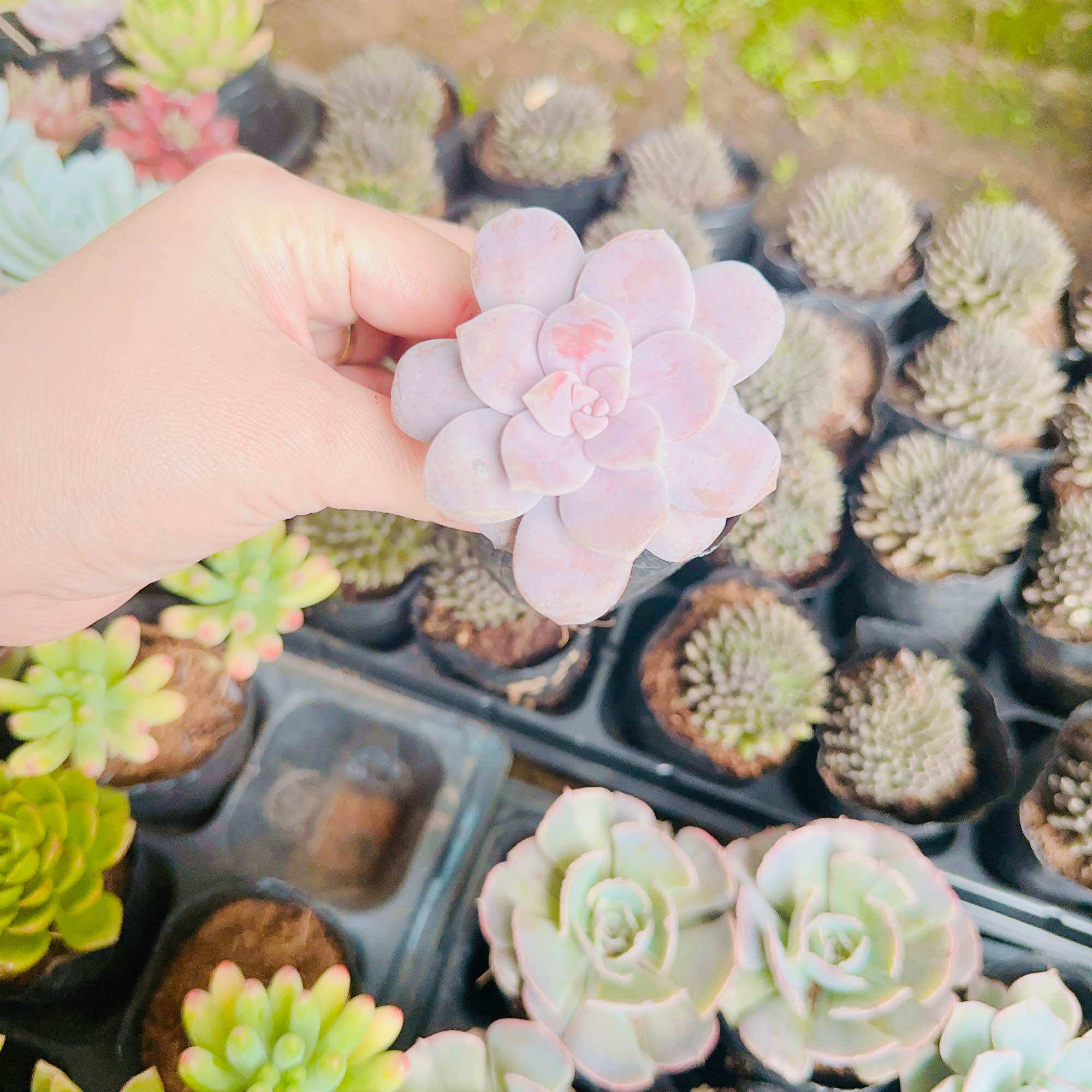 Sen đá dĩa hồng size bầu 3-5 cm