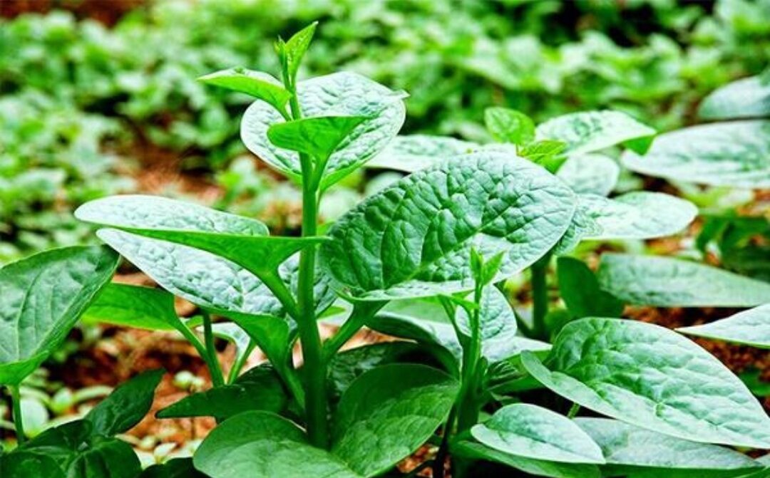 Hạt giống Mồng tơi Siêu đọt lá cực to - Tỉ lệ nảy mầm 100%