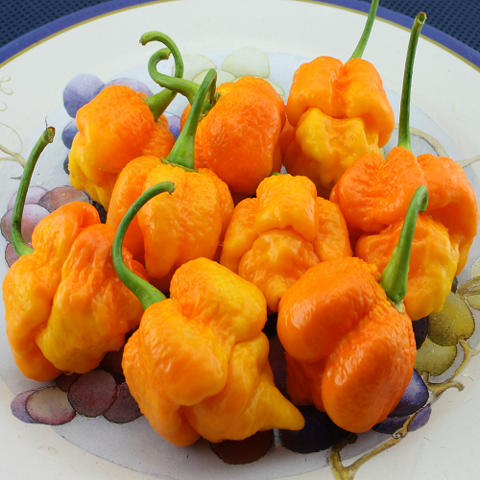 Hạt Ớt Habanero cam 5 Hạt giống chuẩn