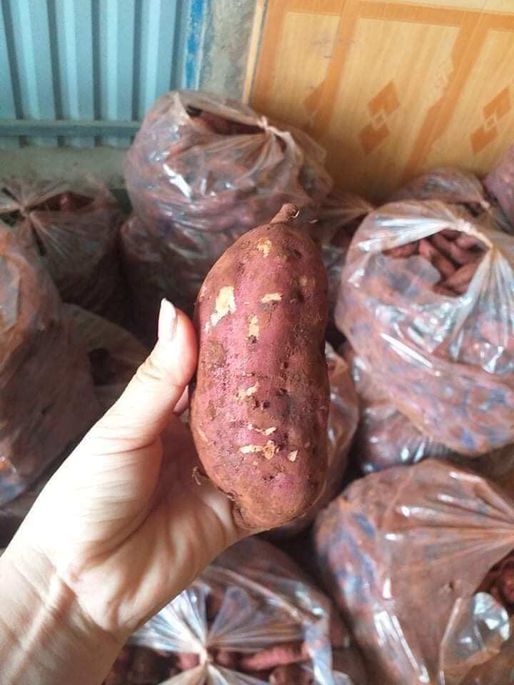 khoai lang giống nhật size trung 1kg