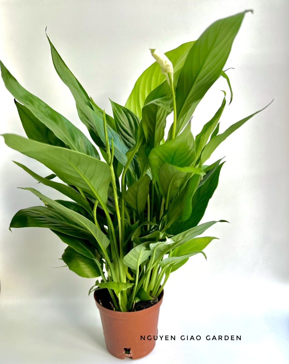 Cây Lan Ý Chậu Nhựa