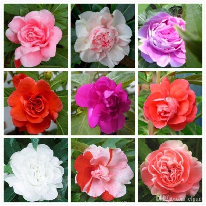 Cây hoa bóng nước cánh kép