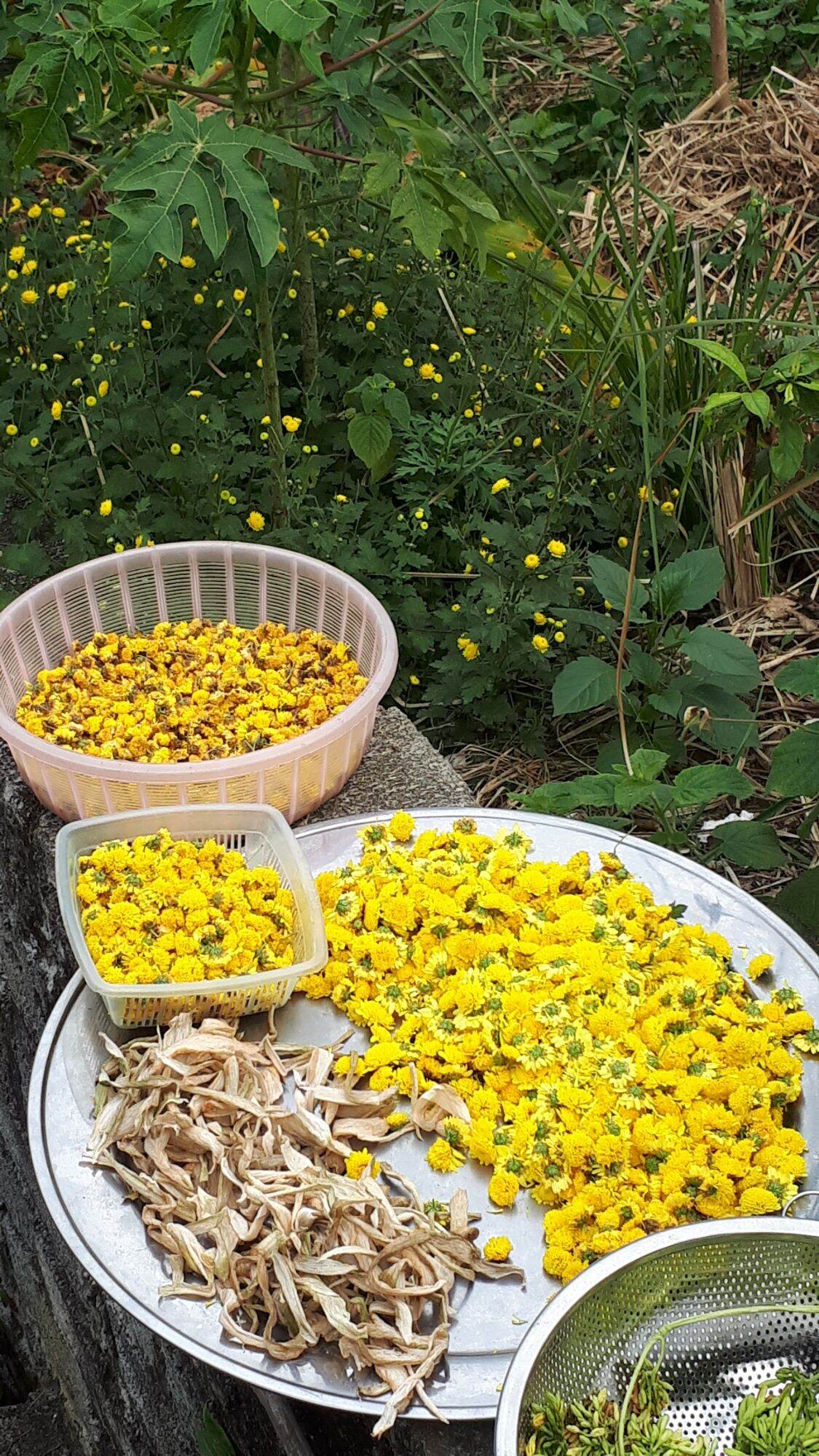 Cây giống cúc chi làm trà (cúc rủ)