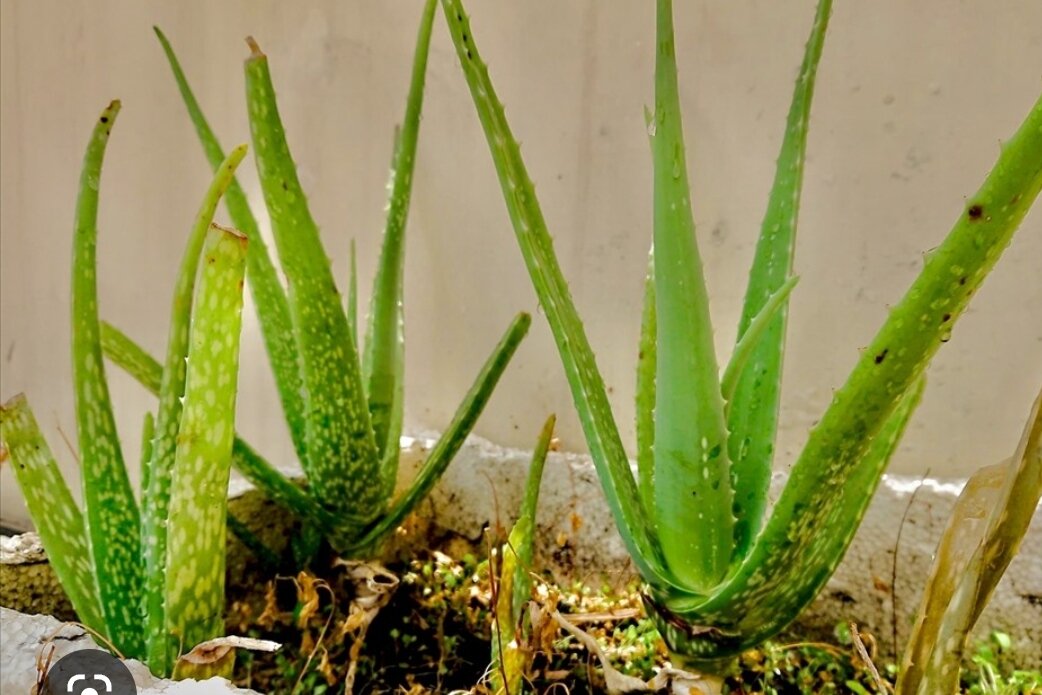 nha đam giống 5 cây