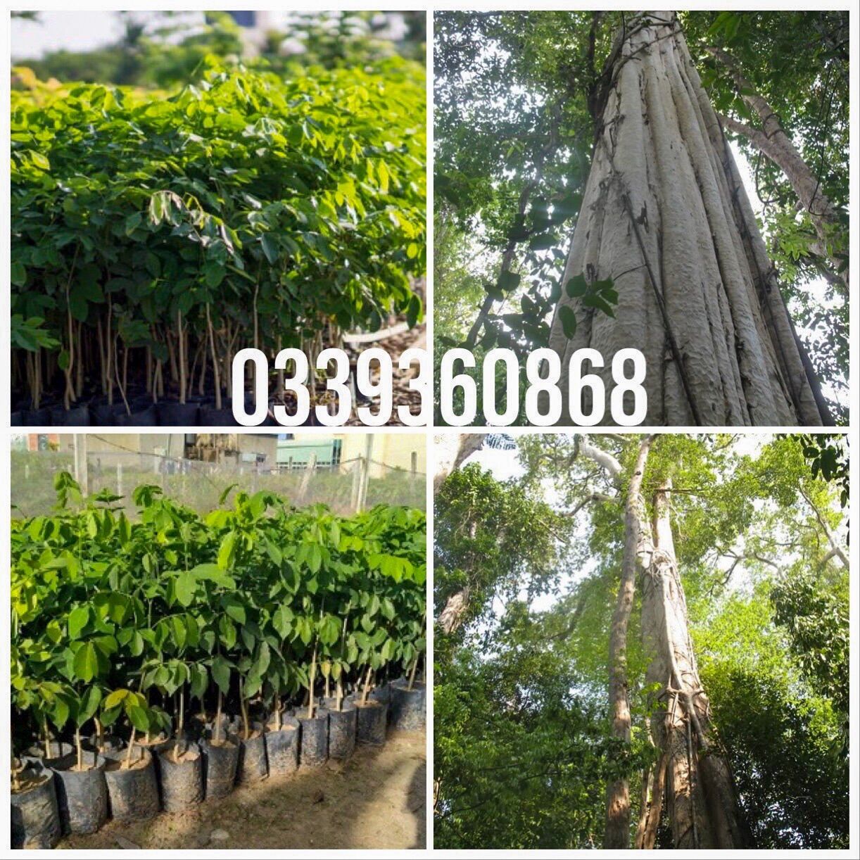 Cây gõ đỏ, gõ đỏ chuẩn giống f1, cây hổ bì, cây cà te,cây cao 40cm , cây gõ đỏ giống
