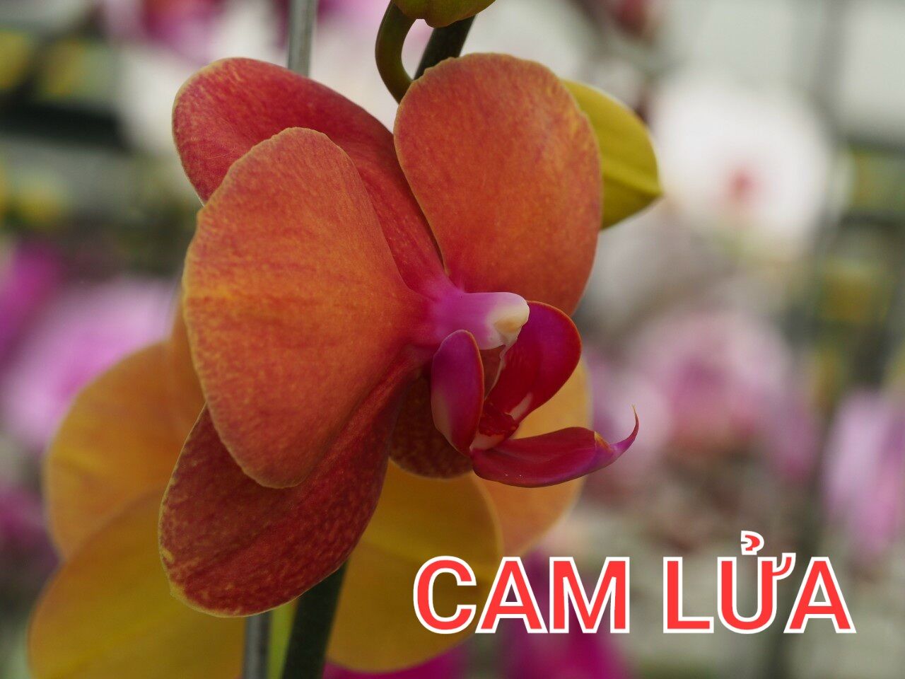 Lan hđ cốc 2.5 hoa cỡ trung màu cam