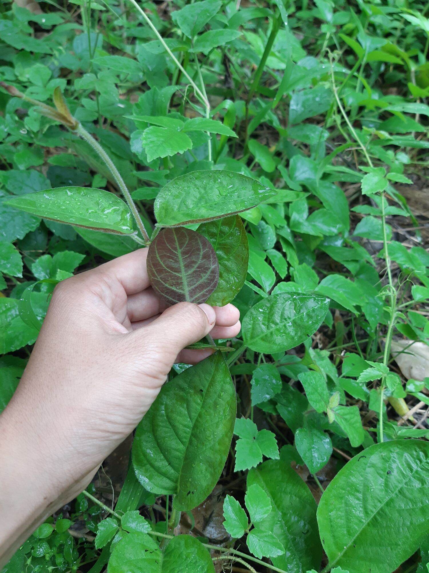 Cây mơ lông ( ảnh thật tại vườn)