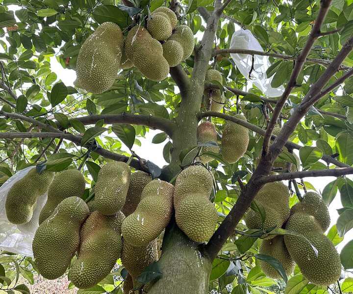 Cây Mít Mơ Mít vị Sầu Riêng