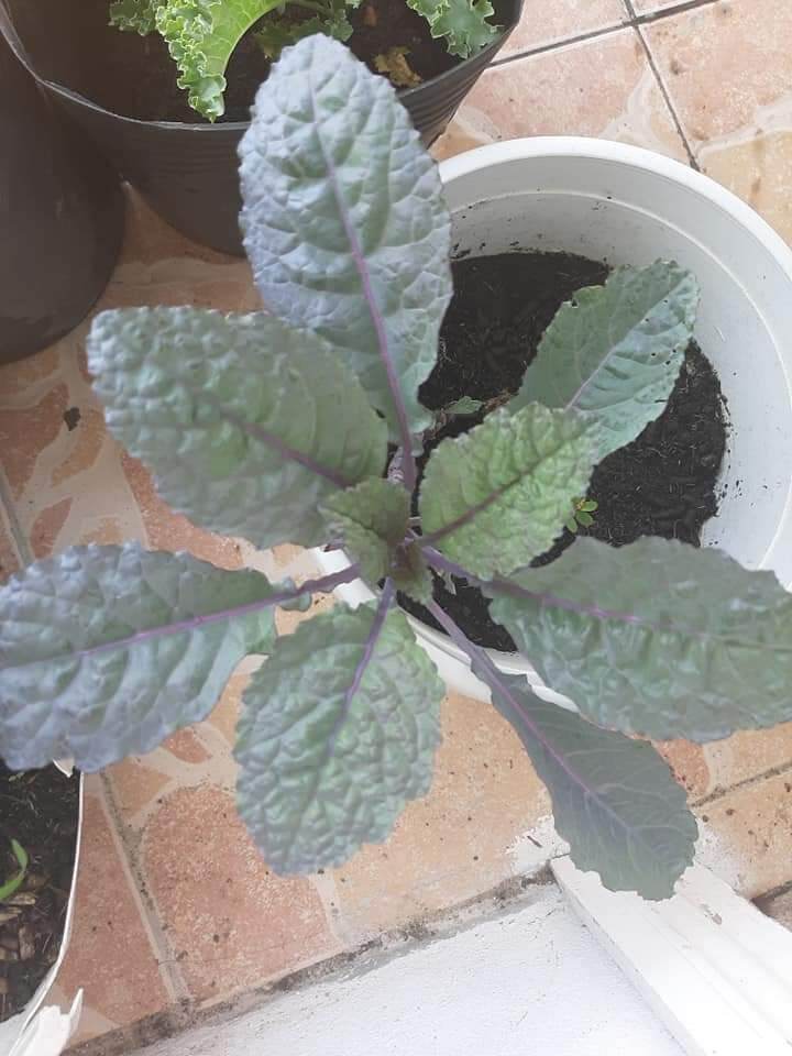 Hạt giống kale khủng long tím( 100 hạt)