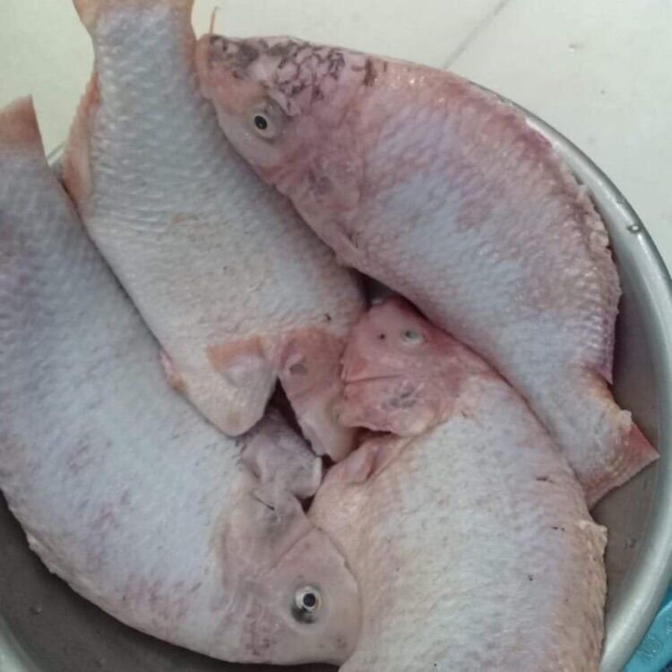 Cá diêu hồng làm sẵn