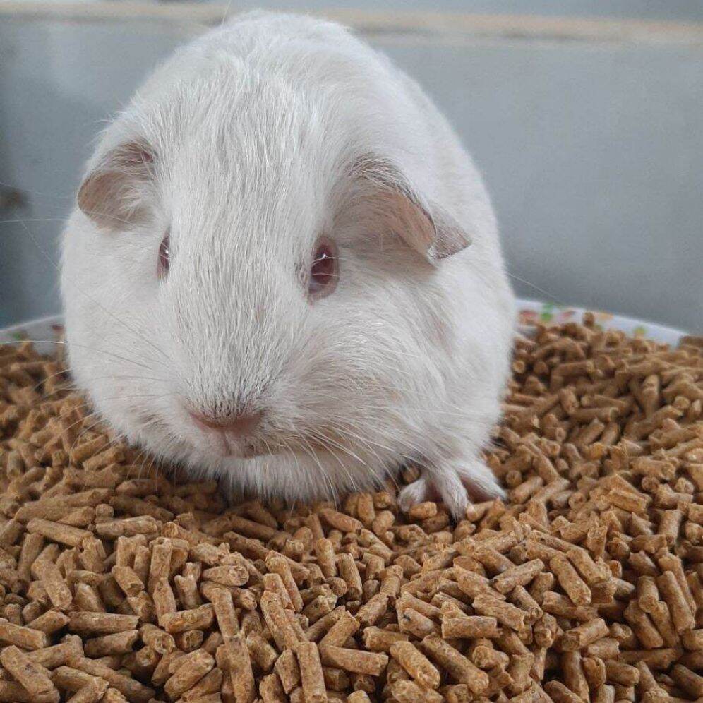 2kg . thức ăn dành cho  thỏ bọ ú  gunia pig  hamter..