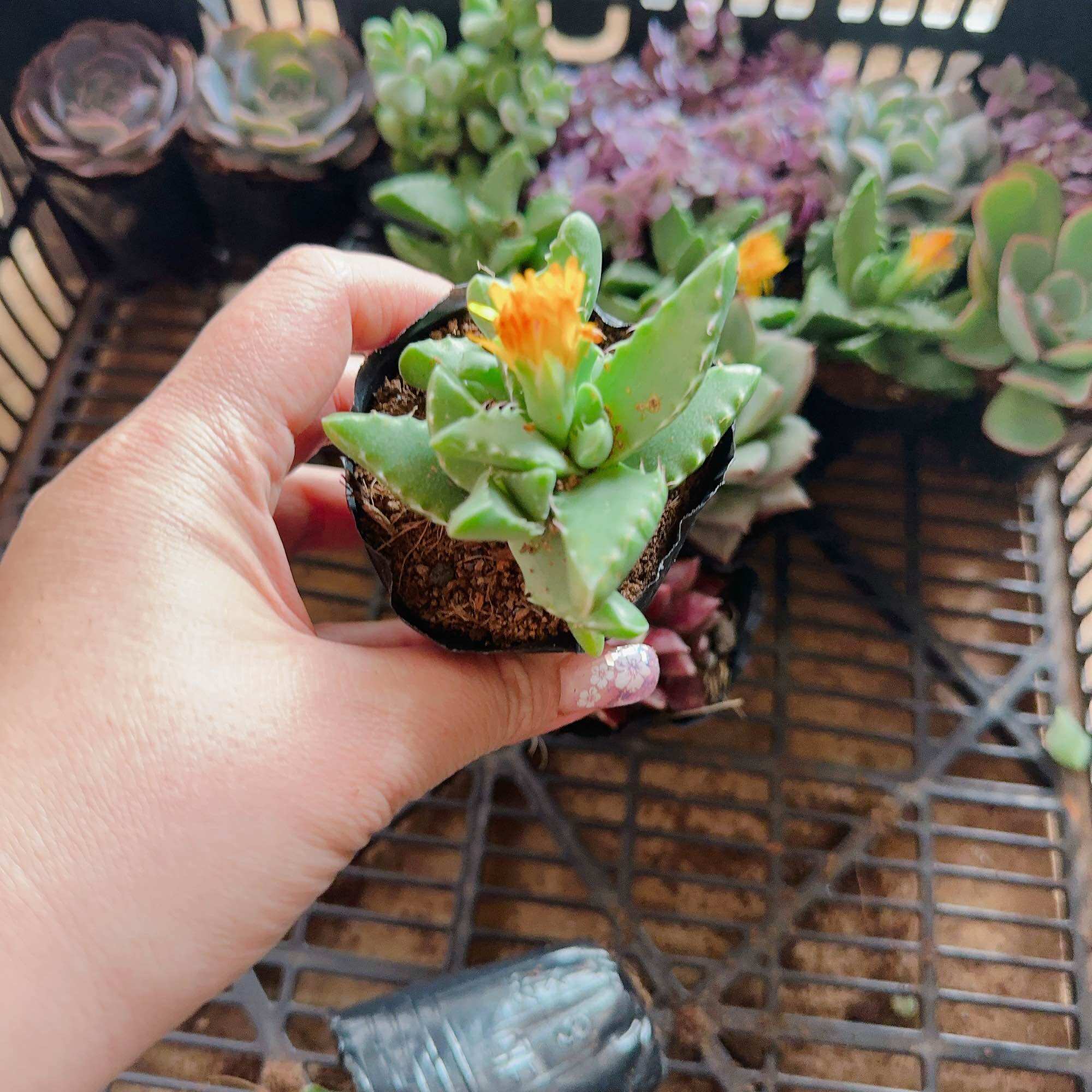 Sen đá hàm cá mập size bầu 3-5cm