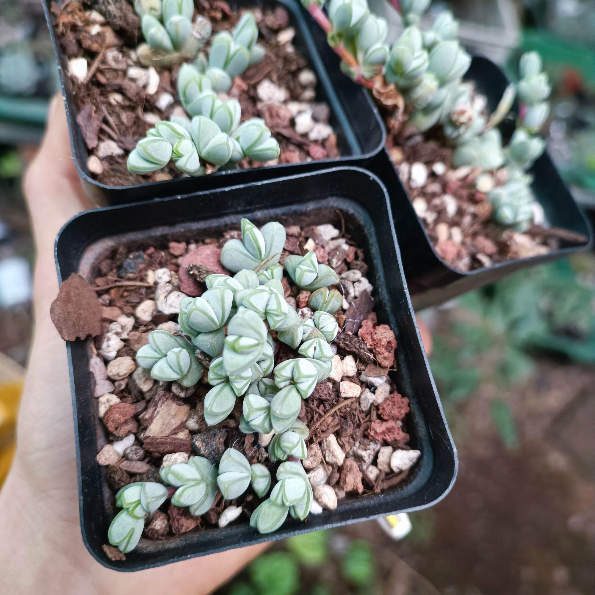 Siêu sale 60%-sen đá trái tim chậu to rất đẹp lạ.