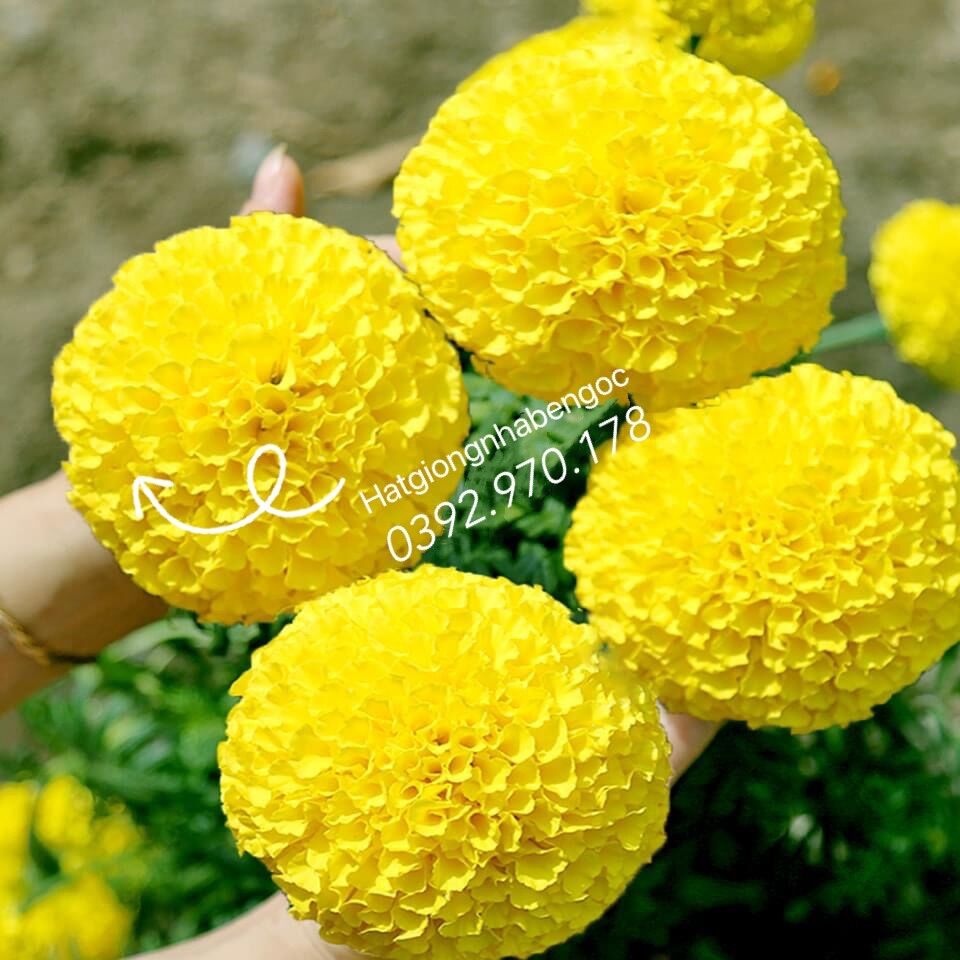 Hạt giống hoa vạn thọ bông to