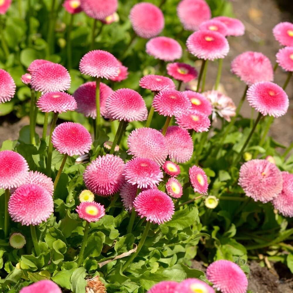 Hạt giống Cúc Daisy sỉ 10k gói 100 hạt