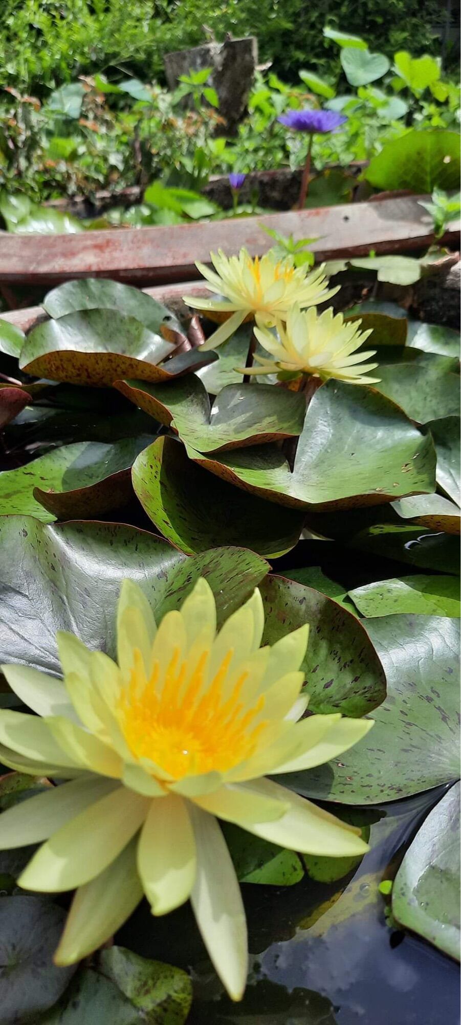 Cây hoa súng thái màu vàng