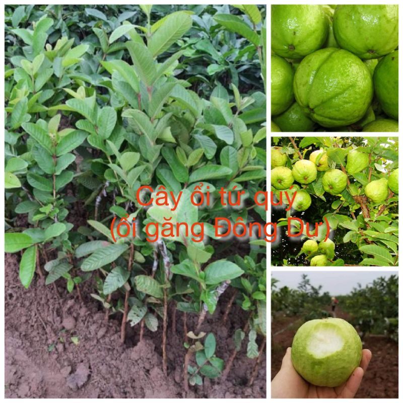 Cây ổi găng Đông Dư