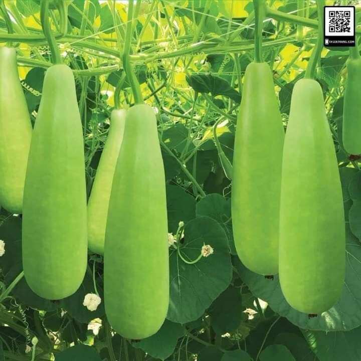 10 Hạt giống bầu xị