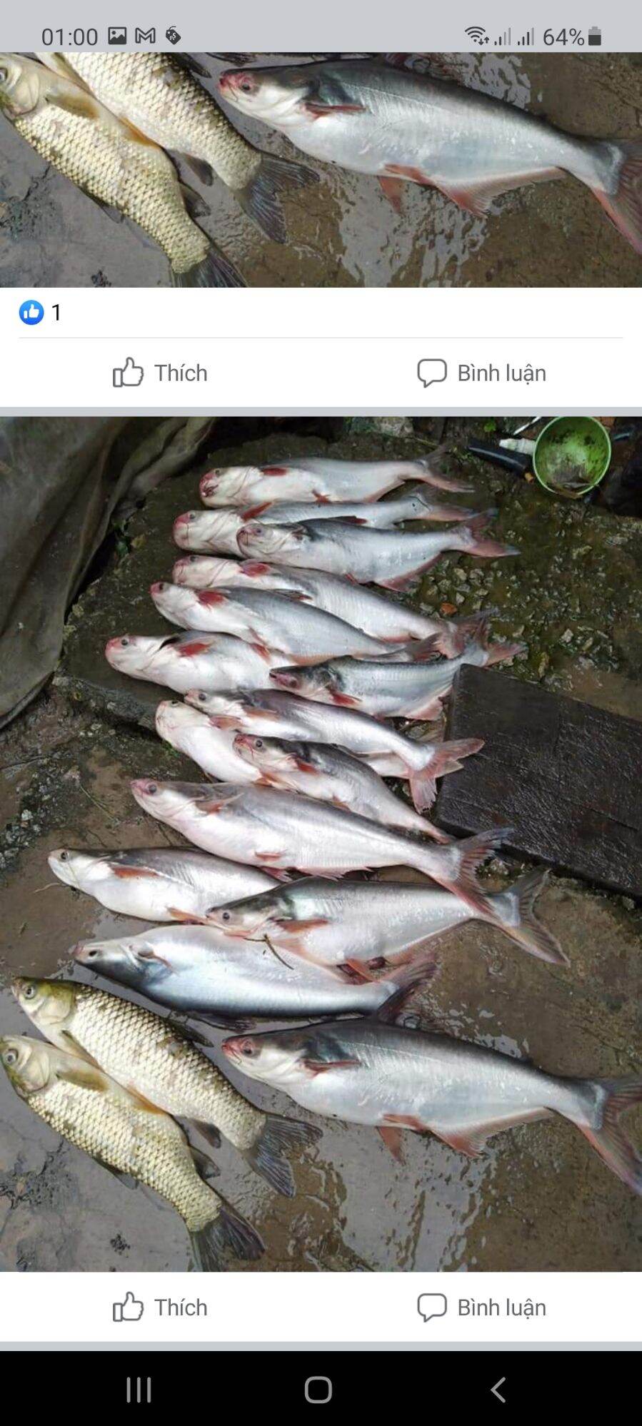 TINH MÙI CÂU CÁ TRA SÂM DỨA MAYME