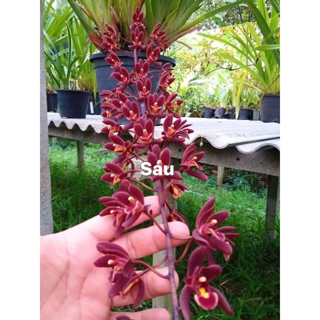 Hoa Lan kiếm thái sỉ 5k( set 5 cây )