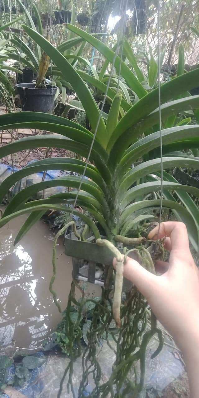 Hoa lan vanda trưởng thành màu sổ số