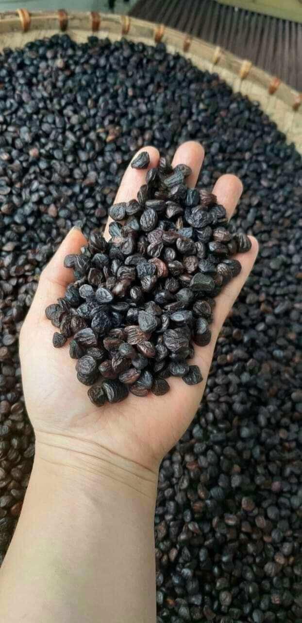 HẠT DỔI NẾP TÂY BẮC.