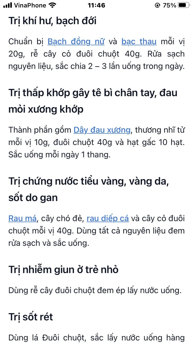 Cây đuôi chuột (3 cây)