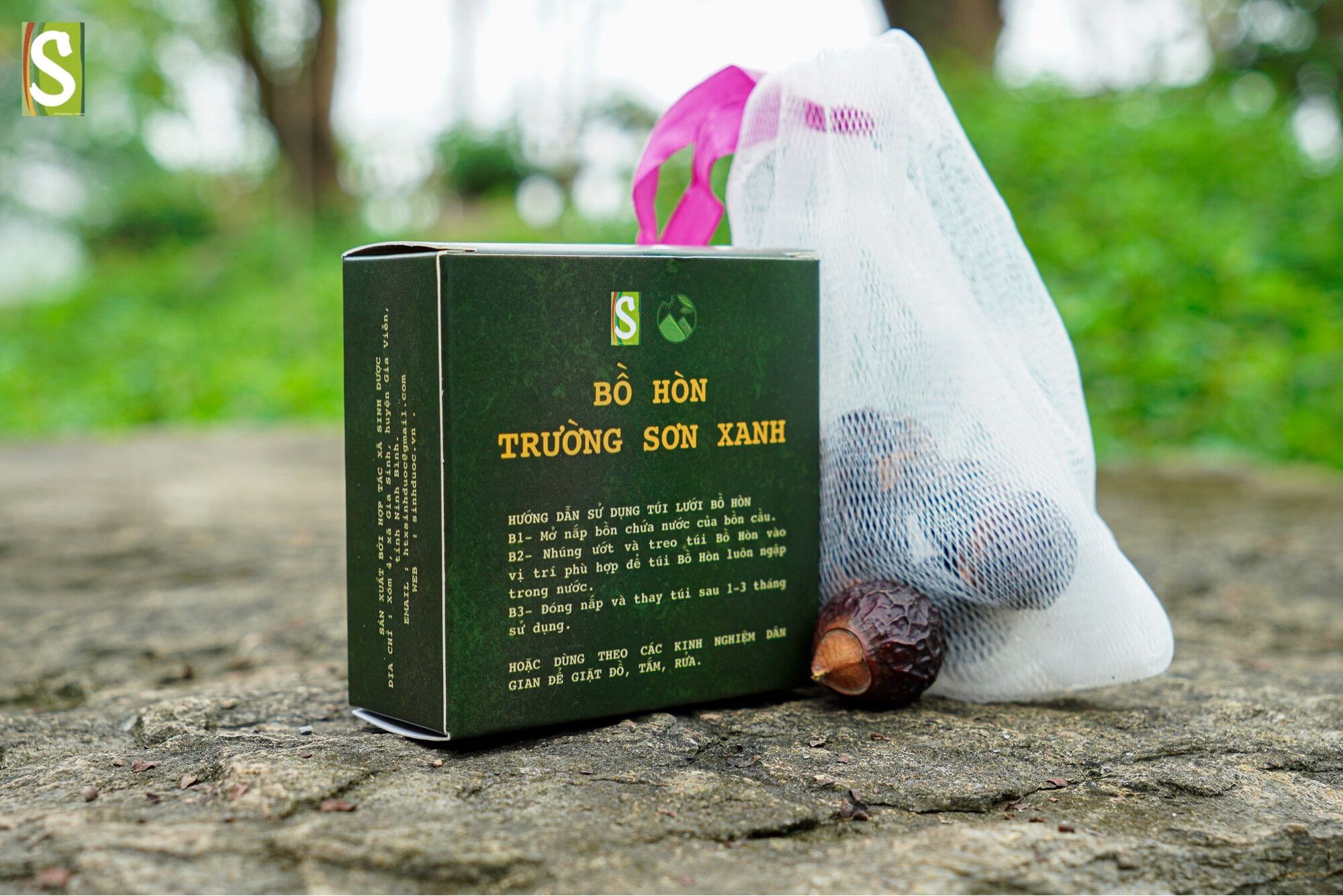 Bồ hòn Trường Sơn Xanh