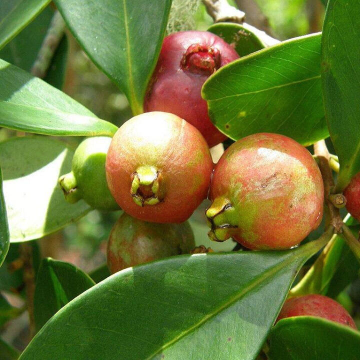 Cây giống ổi sim Nhật- ổi dâu tây trái thơm, chua ngọt, mọng nước- Hoa kiểng Nguyễn Lộc