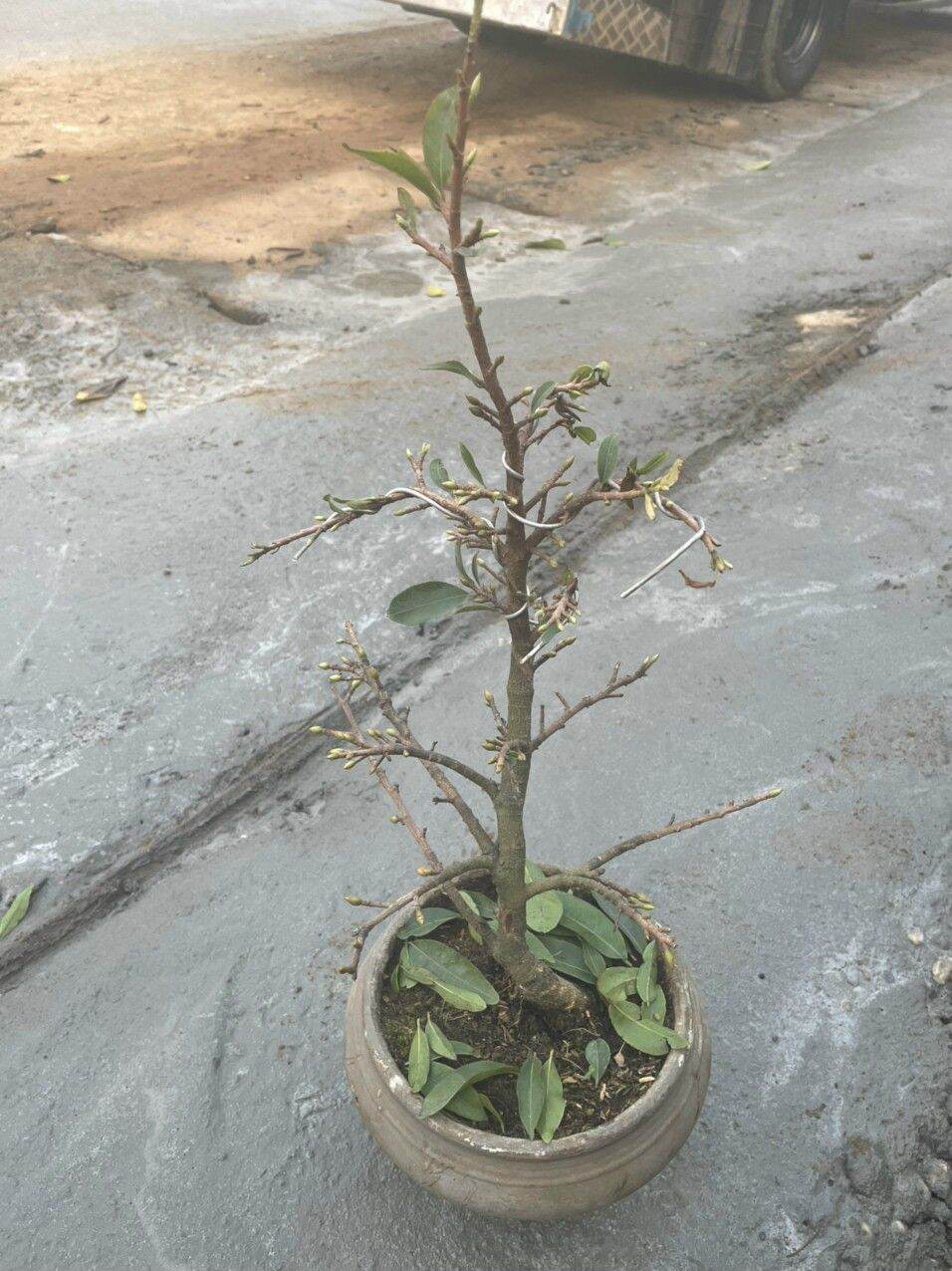 Cây mai vàng bon sai. cây gửi đi cam kết y hình 1