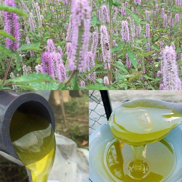 Combo 2 lít Mật ong hoa bạc hà nguyên chất (1,4kg/chai)