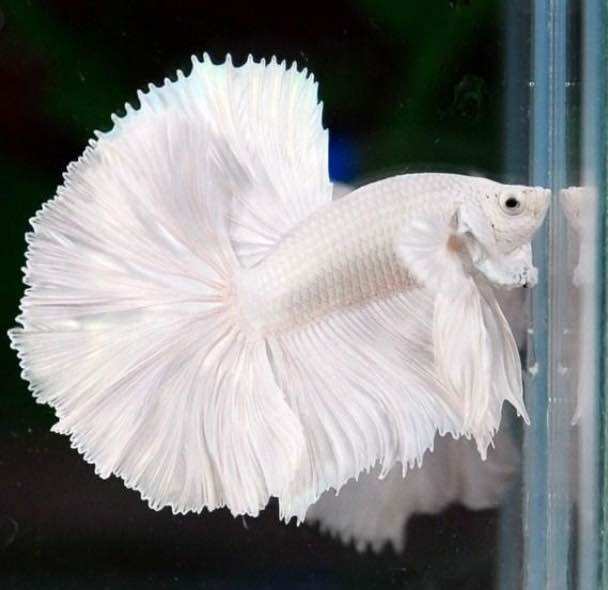 Betta Dumbo White Halfmoon - Bao trắng - Hàng cao cấp - Size to
