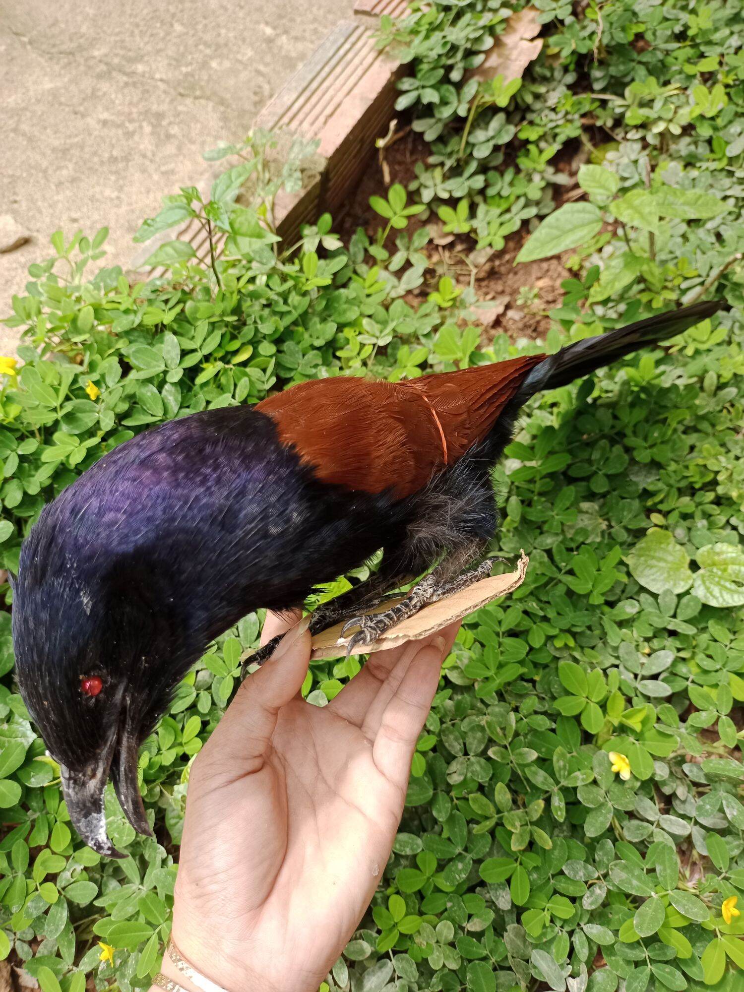 Bìm bịp nhồi keo
