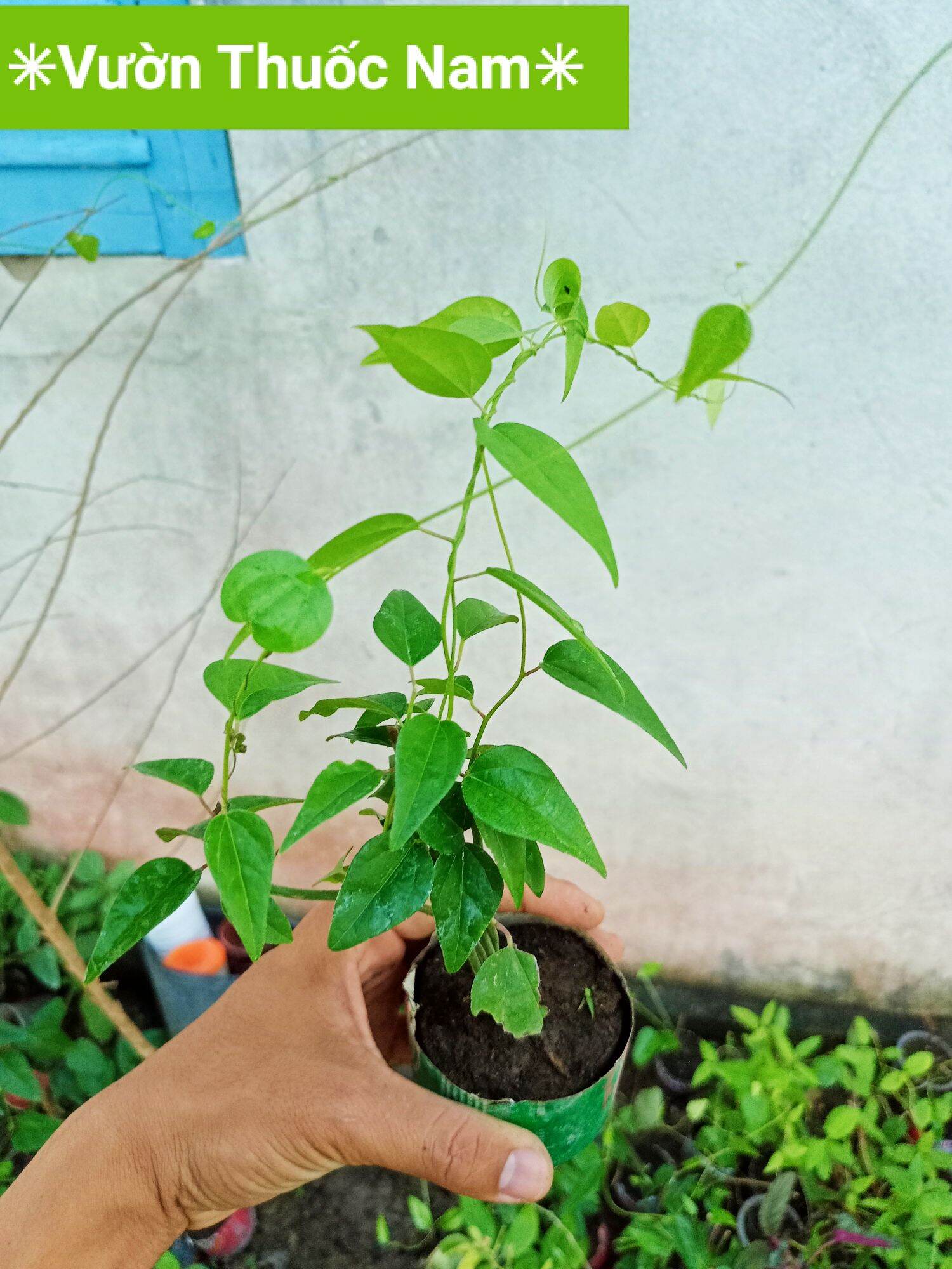 Bầu giống cây sâm trơn , cây sâm làm thạch lá trơn 1 bầu