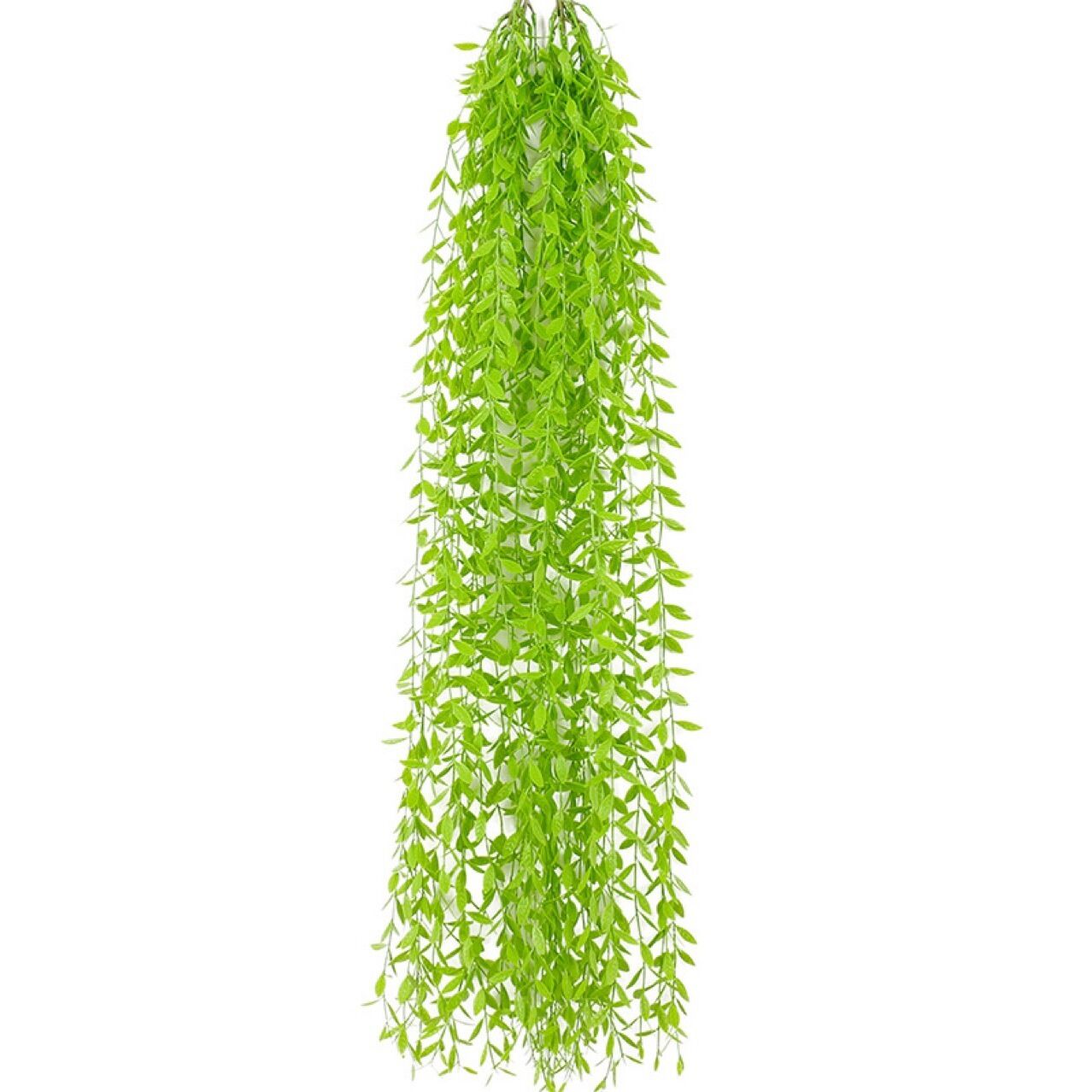 Rủ Cúc Tần Trang Trí