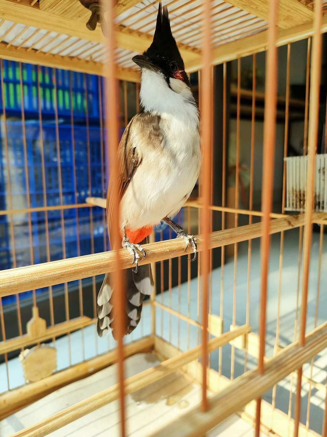 Thuốc ho cho chim cảnh