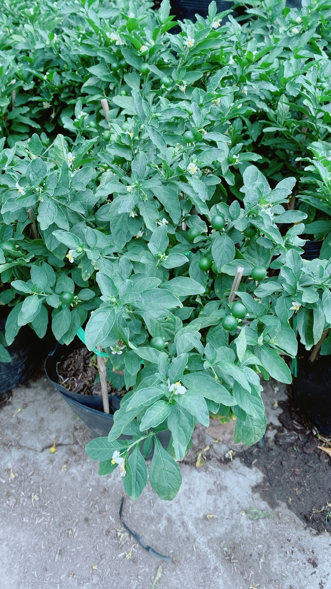 Ớt Chery hàng đẹp