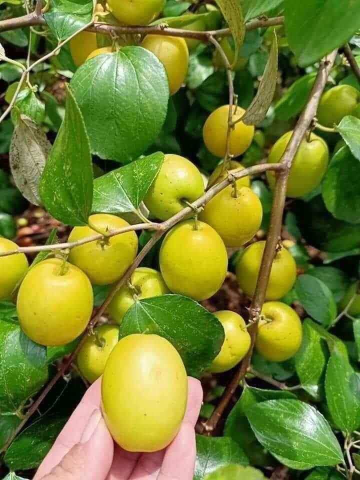 Cây giống Táo đào vàng