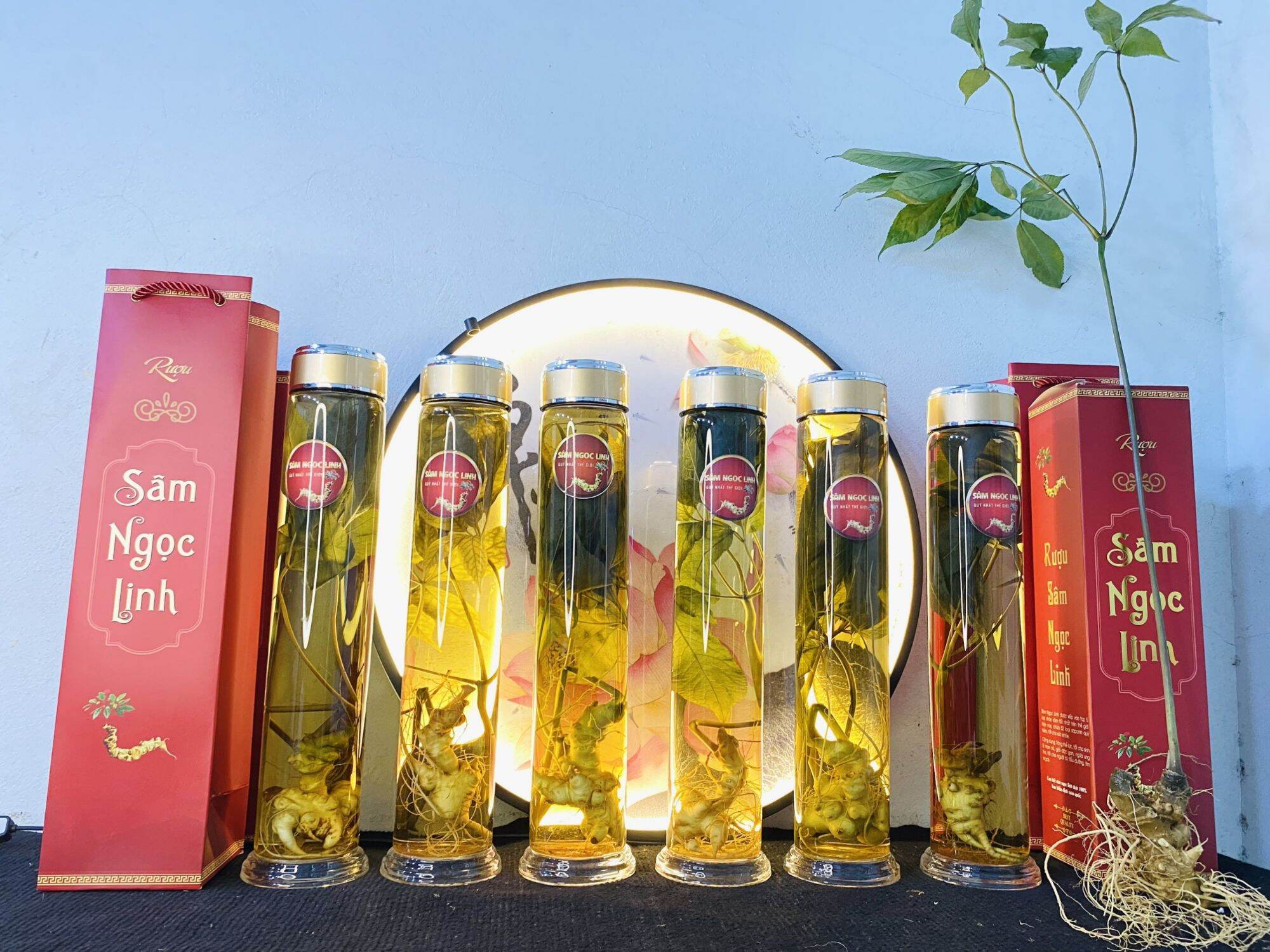 sâm Ngọc Linh trồng 1,2 lít