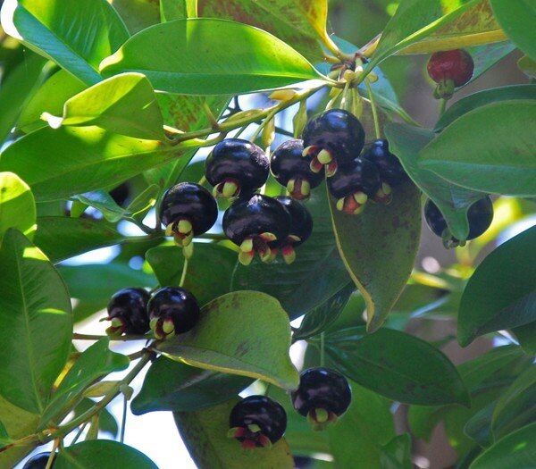 Cây Cherry Brazil siêu trái(70-90cm)