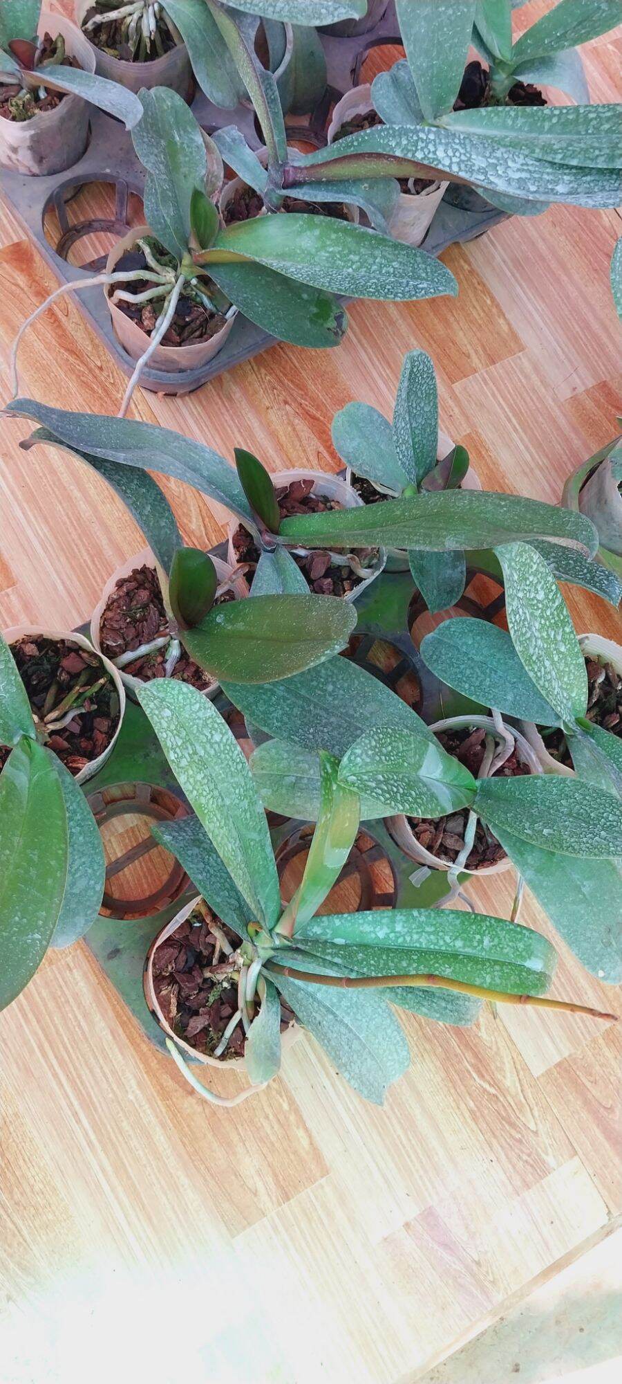 Hoa lan Hồ điệp hoa đại