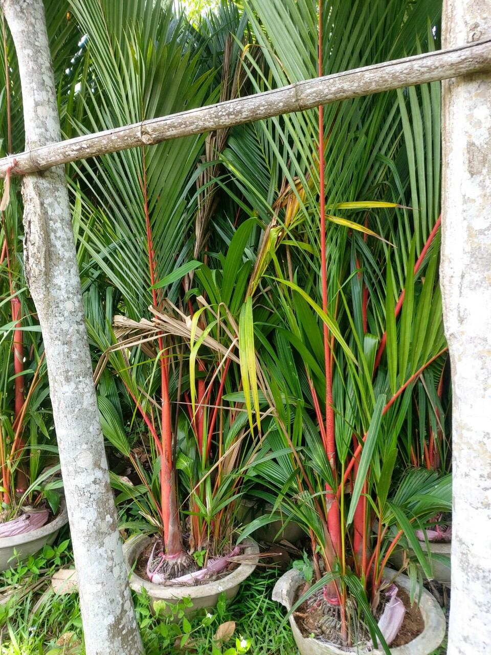 Cau đỏ phong thủy 1m6