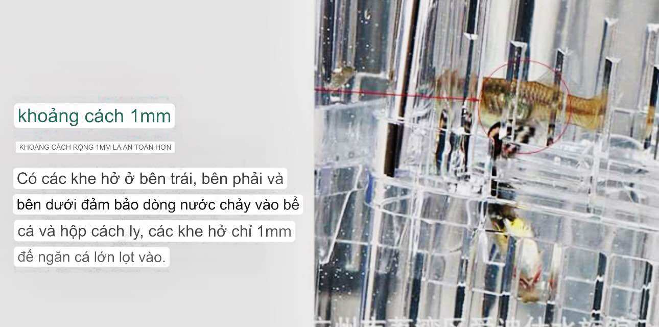 Lồng Đẻ Mica 2 Kích Cỡ - Dưỡng Cá , Tách Cá Đẻ
