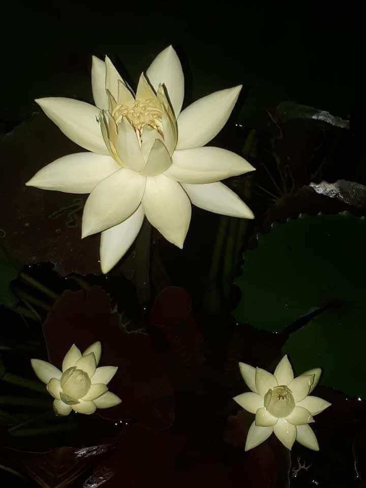 Cây hoa súng mỹ vàng