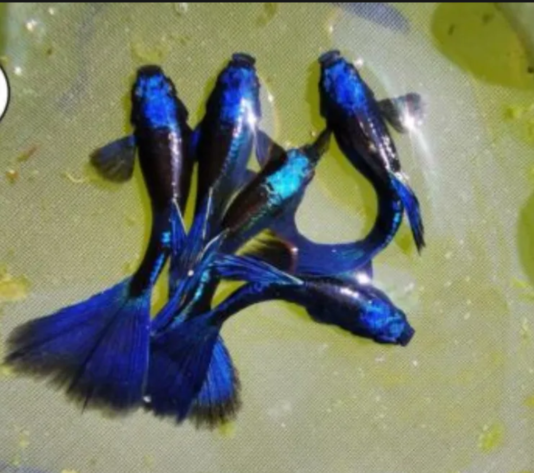 10 cá blue tazan guppy size to như hình