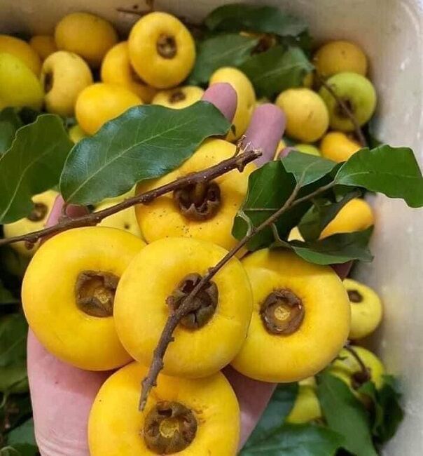 CÂY GIỐNG THỊ