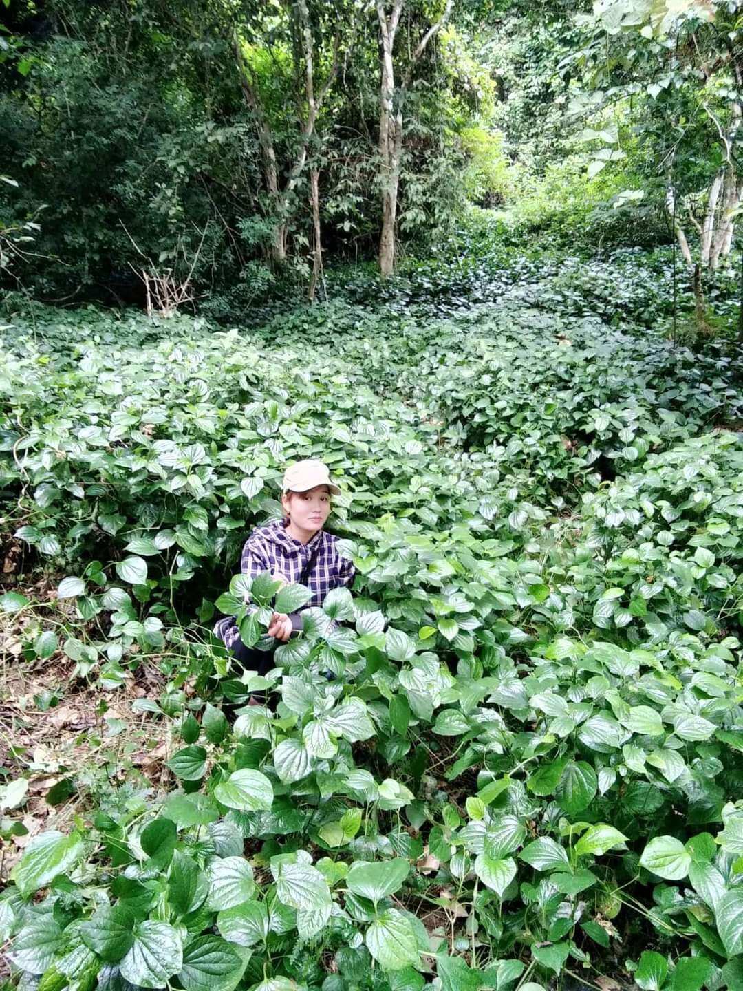 1kg Lá Lốt phơi khô hàng  sạch.thơm