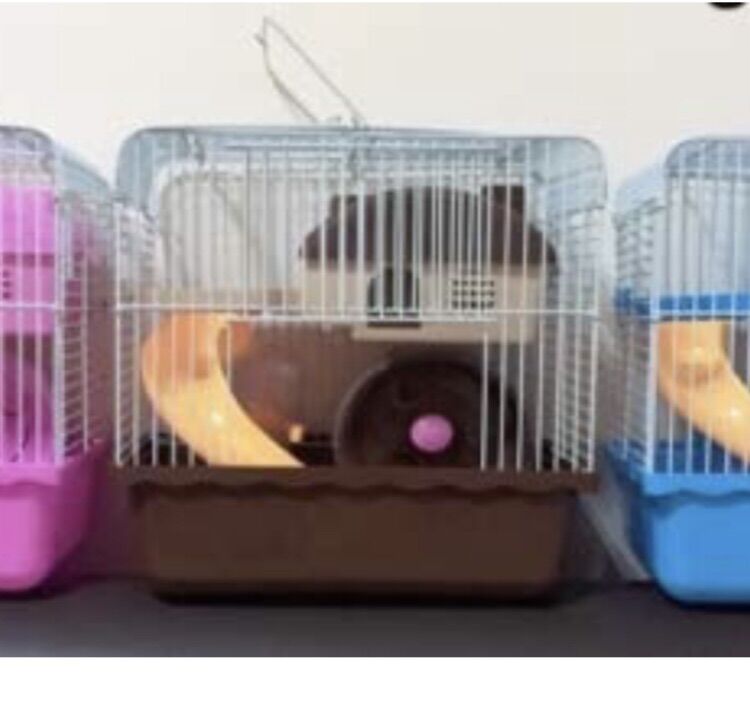 Lồng hề cho hamster