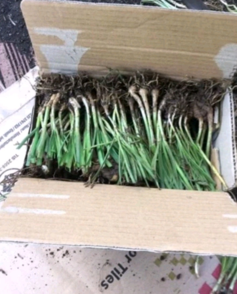 20 củ hẹ