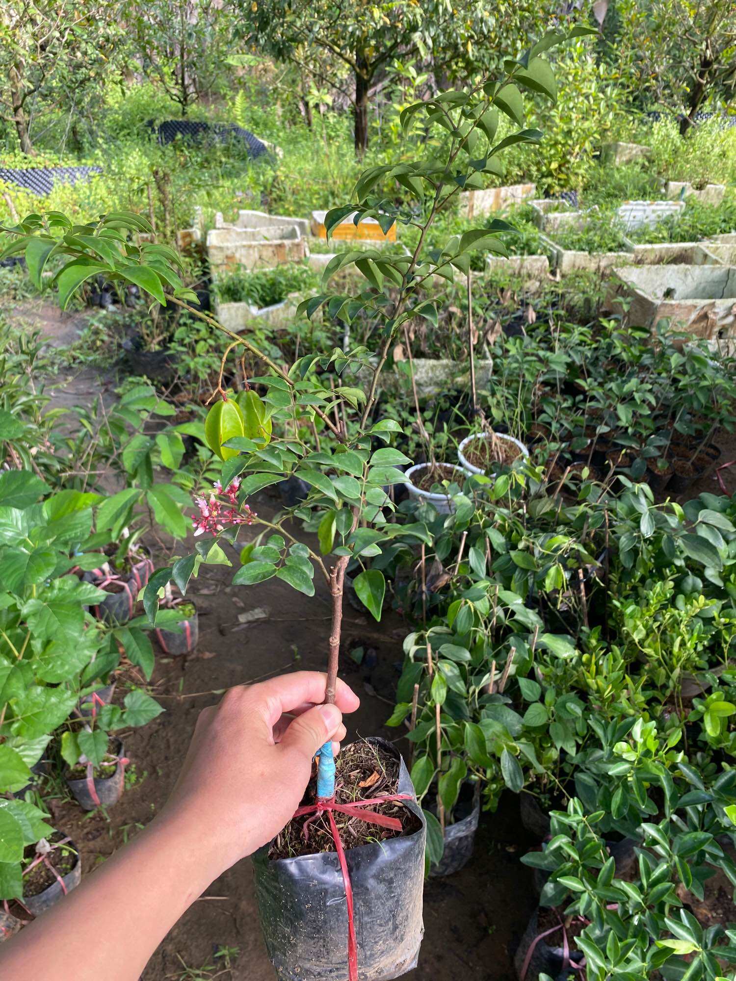 Cây giống Khế Chua ( chậu lớn cao 40-50cm )